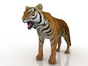 tiger 3D Model