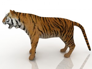 tiger 3D 모델