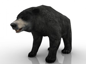 bear Modelo 3D