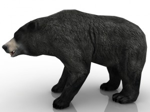 bear 3Dモデル