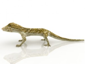 gecko 3D-Modell