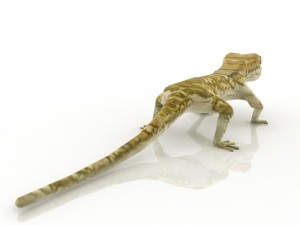 gecko 3D Model
