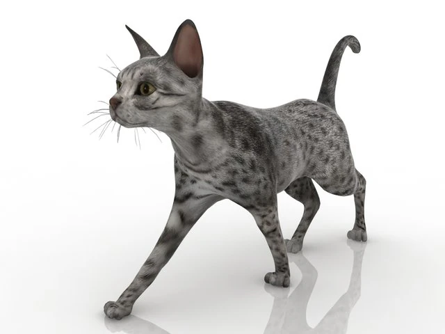 gato Modelo 3D .c4d .max .obj .3ds .fbx .stl .blend
