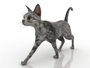 cat Model 3D