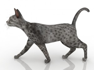 cat 3D Model