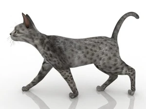 gato Modelo 3D