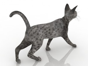 cat 3D Model