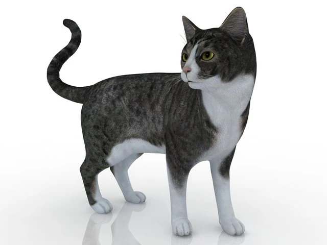 cat 3D Model .c4d .max .obj .3ds .fbx .stl .blend 