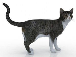 cat Modelo 3D