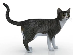 cat 3D Model