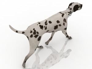 dog 3Dモデル