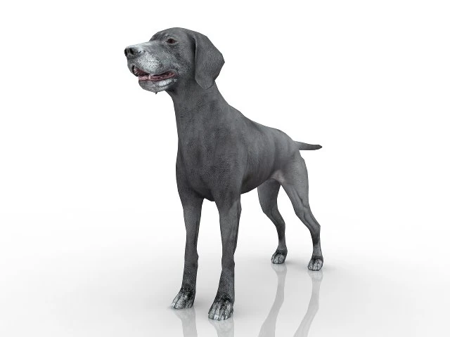 dog 3D Model .c4d .max .obj .3ds .fbx .stl .blend 