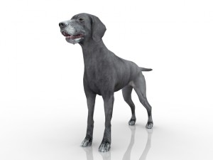 dog 3D मॉडल