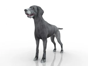 dog 3D Model