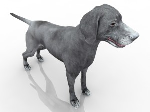 dog Modello 3D