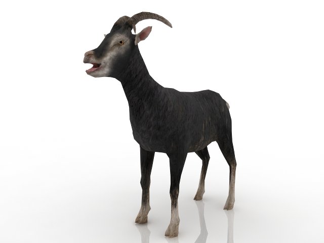 goat 3D-Modell .c4d .max .obj .3ds .fbx .stl .blend 