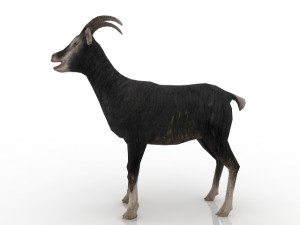 goat 3D-Modell