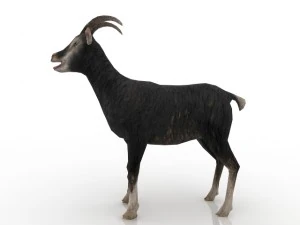 goat 3D Model