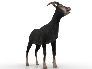 goat 3D-Modell