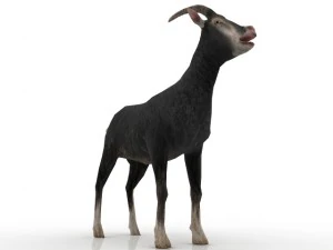 goat 3D Model