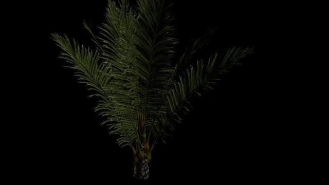 palm 3D Модель .c4d .max .obj .3ds .fbx .stl .blend 