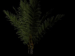 palm 3D-Modell