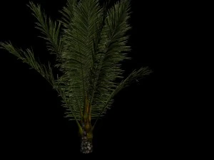 palm 3D Model