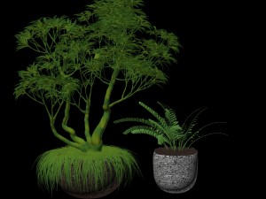 plumeria and fern Model 3D