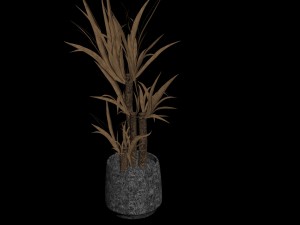 yucca in the pot Model 3D