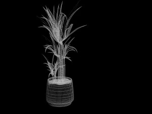 yucca in the pot 3D Model