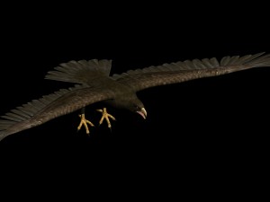 eagle Model 3D
