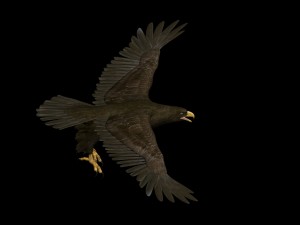eagle Modello 3D