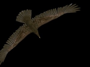 eagle Modello 3D