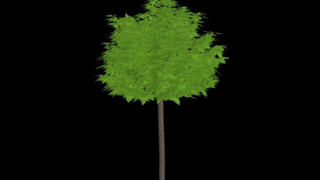 tree of a catalpa Model 3D .c4d .max .obj .3ds .fbx .stl .blend 