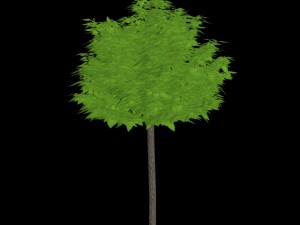 tree of a catalpa 3D Model