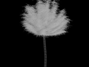 tree of a catalpa Model 3D