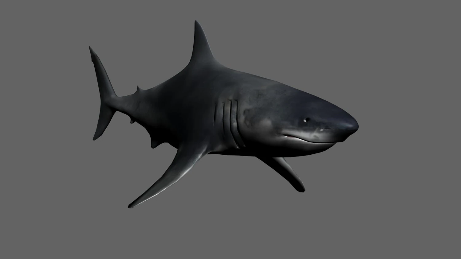 shark 3D Model .c4d .max .obj .3ds .fbx .stl .blend 