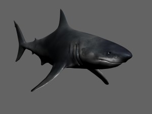 shark Model 3D