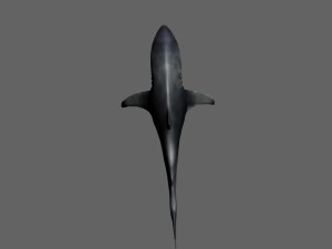 shark Modello 3D