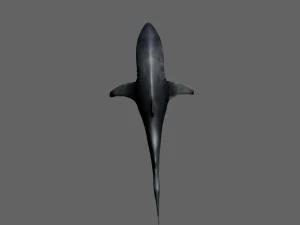 shark 3D Model