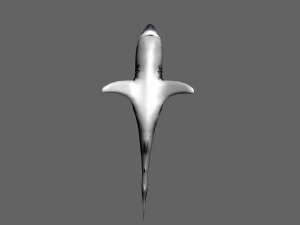 shark 3D Model