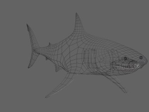 shark Modello 3D