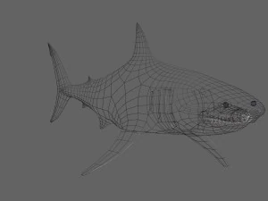 shark 3D Model
