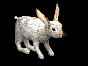 rabbit Model 3D