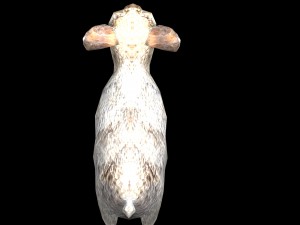 rabbit 3D Model