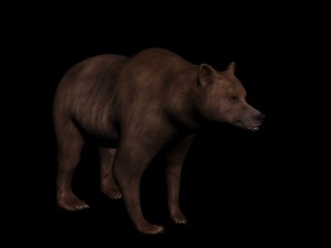 bear 3D मॉडल