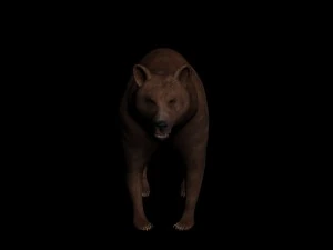 bear 3D Model