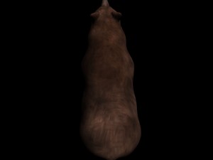 bear 3D 模型