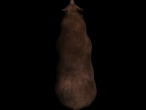 bear 3D Model