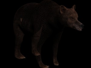 bear 3D 模型